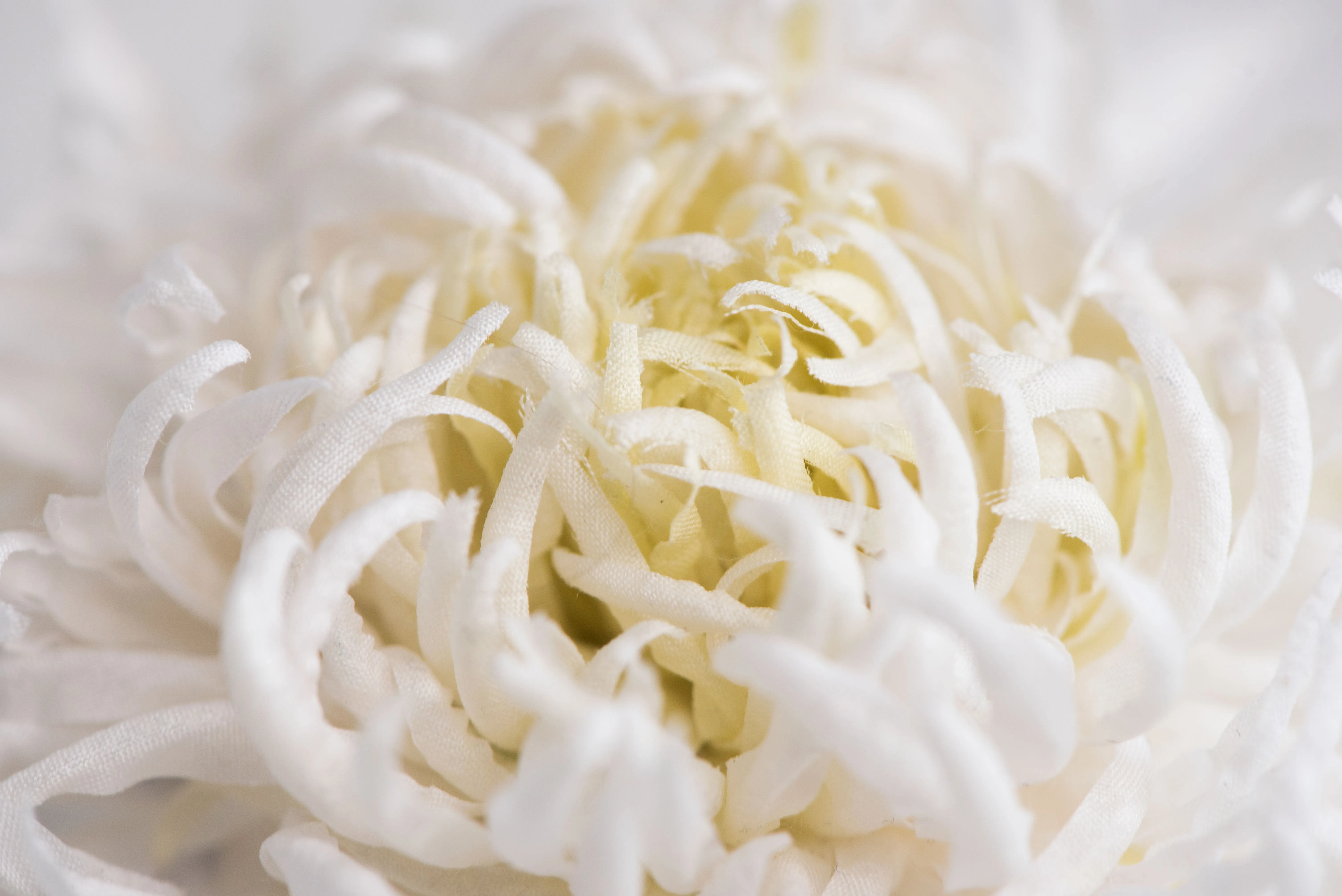 Large chrysanthemum flower brooch - ANTHEMON